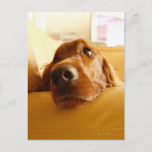 Irish Setter on sofa Postcard