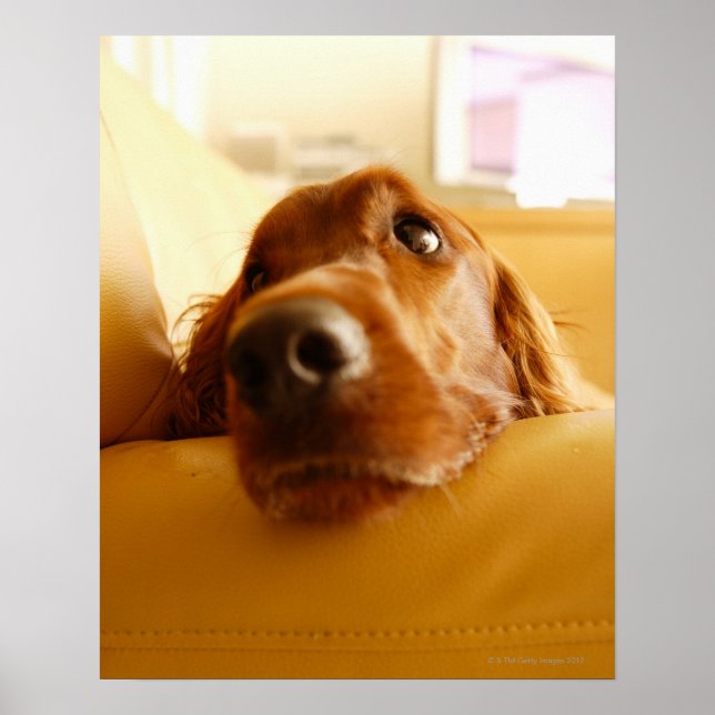 Irish Setter on sofa Poster (Front)