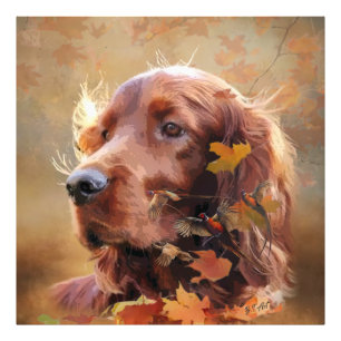 Irish Setter Photo Print