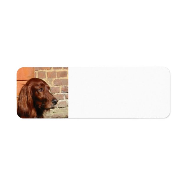 irish setter.png (Front)