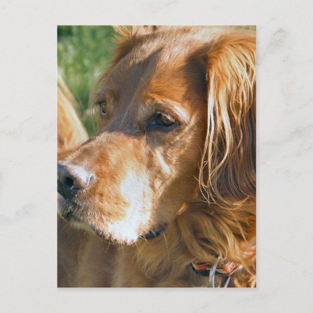 Irish Setter Postcard (Front)