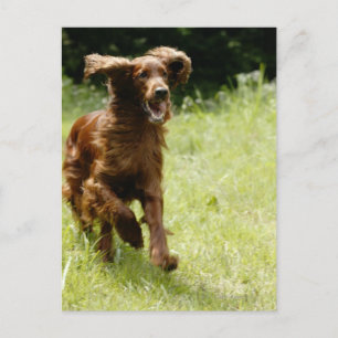Irish Setter Postcard