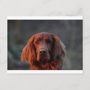 Irish Setter Postcard