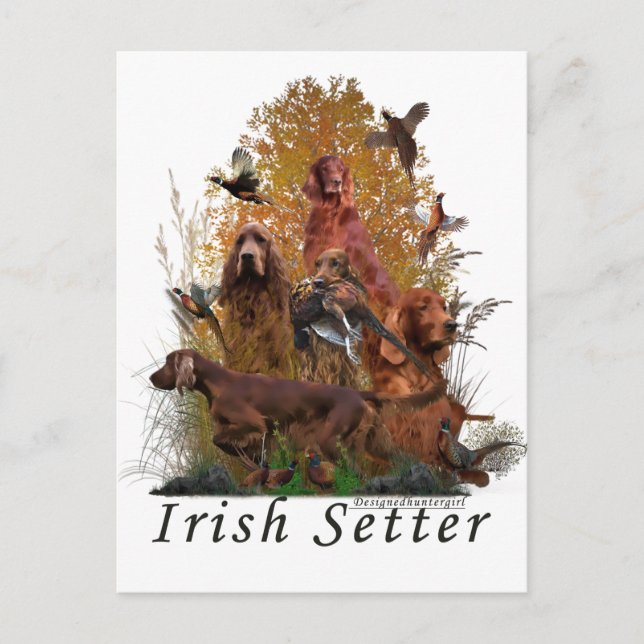 Irish Setter  Postcard (Front)