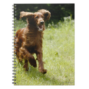 Irish Setter Spiral Notebook