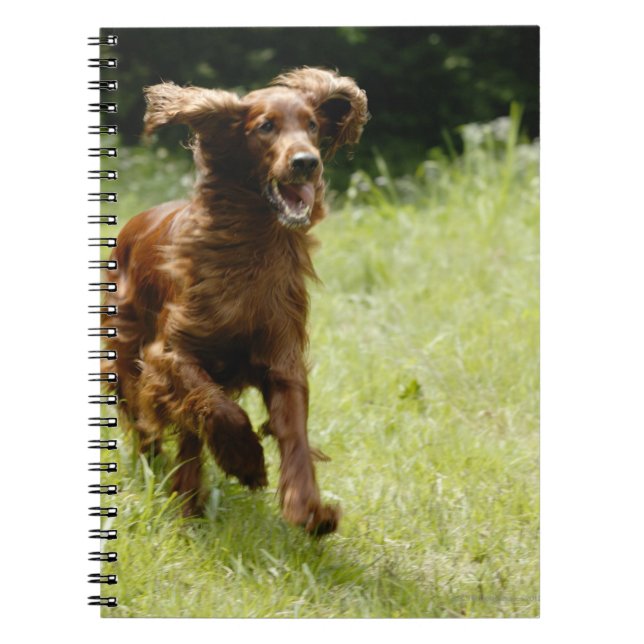 Irish Setter Spiral Notebook (Front)