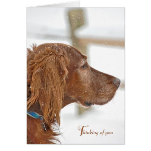 Irish Setter thinking of you