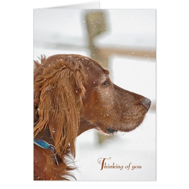 Irish Setter thinking of you (Front)