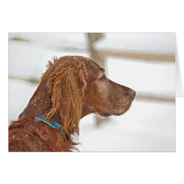 Irish Setter thinking of you (Front Horizontal)
