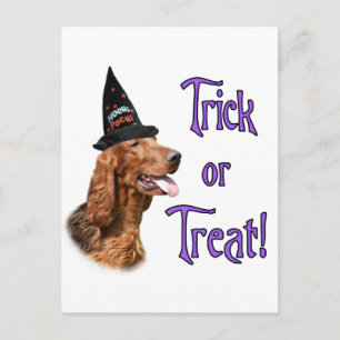 Irish Setter Trick Postcard