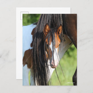Irish Sport Horse Foal Hiding under Tail Postcard