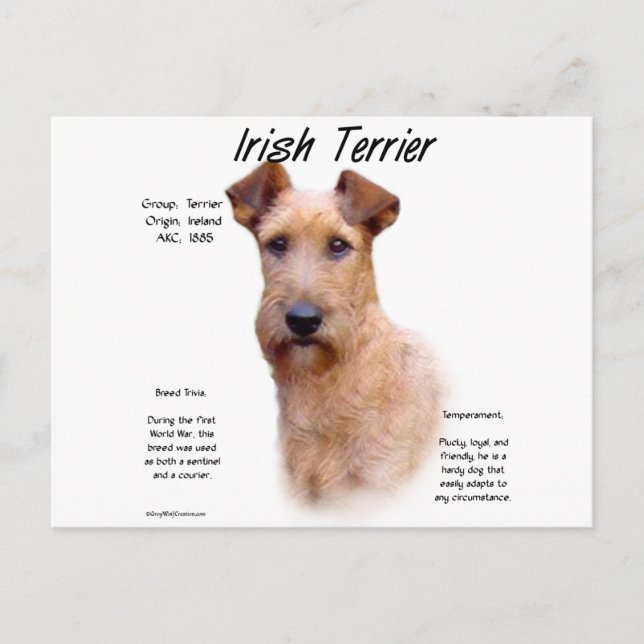 Irish Terrier History Design Postcard (Front)