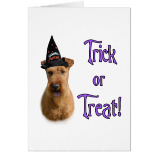 Irish Terrier Trick