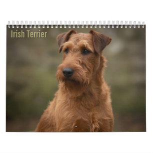 Irish Terriers 2027 Wall Calendar