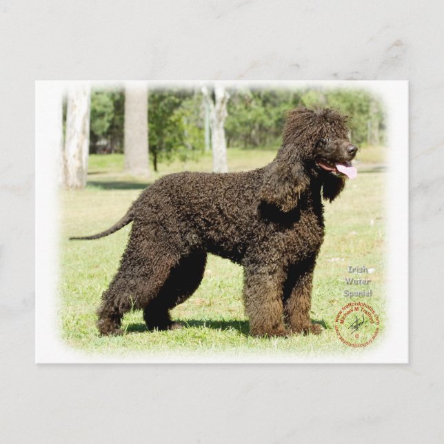 Irish Water Spaniel 9R032D-232 Postcard (Front)
