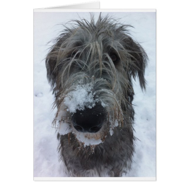 irish wolfhound playing in the snow (Front)