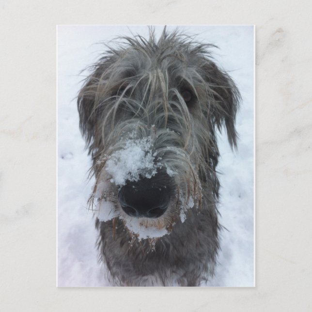 irish wolfhound playing in the snow postcard (Front)