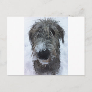 irish wolfhound playing in the snow postcard