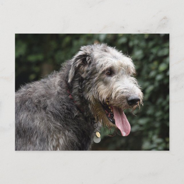 irish wolfhound postcard (Front)