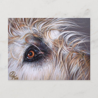 Irish Wolfhound Postcard
