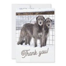 Irish Wolfhounds in Snow