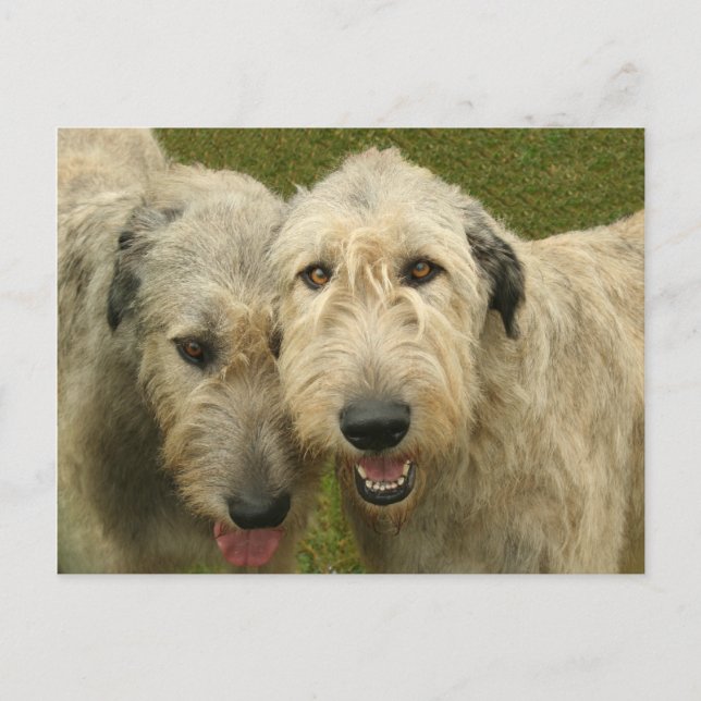 Irish Wolfhounds Postcard (Front)