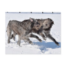 Irish Wolfhounds running in Snow