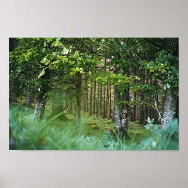 Irish Wood Poster (Front)