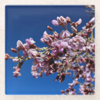 Ironwood Flowers Purple Blooms