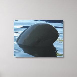 Irrawaddy Dolphin Peek-A-Boo Canvas Print