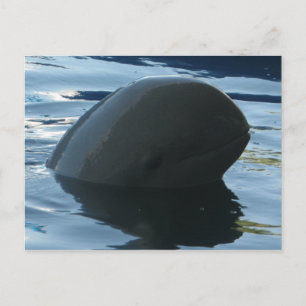 Irrawaddy Dolphin Peek-A-Boo Postcard