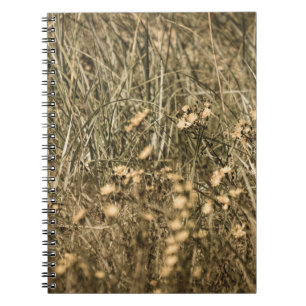 irregular dry plants on rock covered beach on the notebook