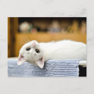 Irresistible...huggable, loveable kitty cat postcard