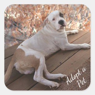 Irresistible Porch Dog Pet Adoption Stickers