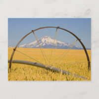 Irrigation Pipe in Field