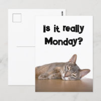 Is It Really Monday? Funny Abyssinian Cat Meme