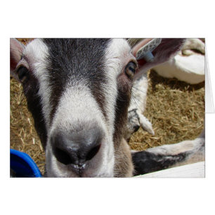 Is That Camera Food?