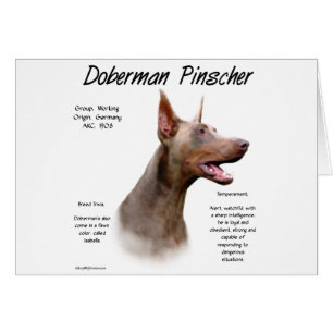 Isabella Doberman History 