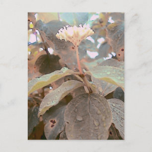 Isaiah 41:13 postcard