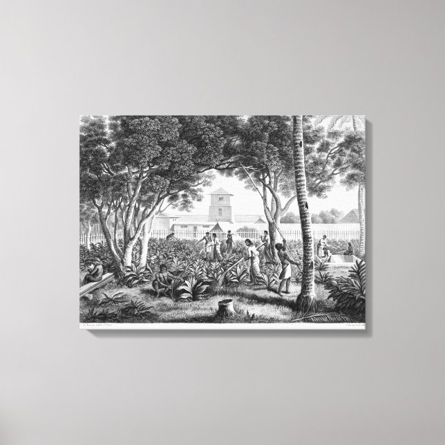 Island of Guam: Natives at Work in the Garden of t Canvas Print (Front)