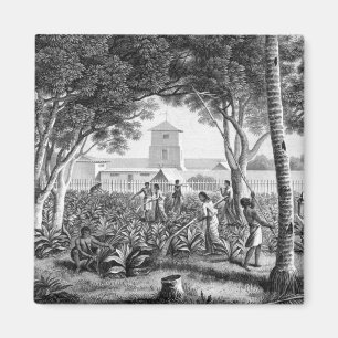 Island of Guam: Natives at Work in the Garden of t Magnet