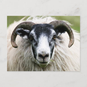Island Sheep Postcard