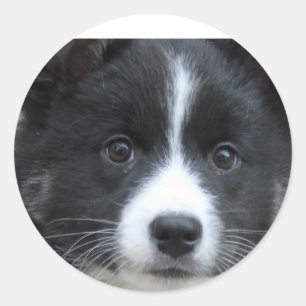 Islandhund Classic Round Sticker