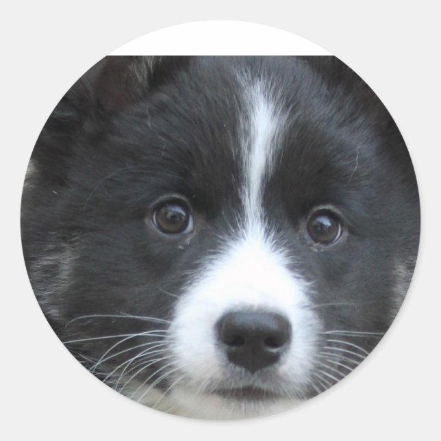 Islandhund Classic Round Sticker (Front)