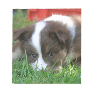 Islandhund Notepad
