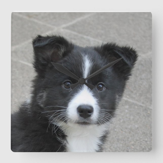 Islandhund Square Wall Clock (Front)