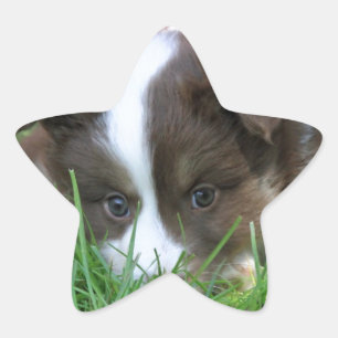 Islandhund Star Sticker