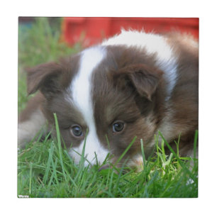 Islandhund Tile