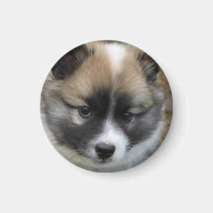Islandhundwelpe Magnet