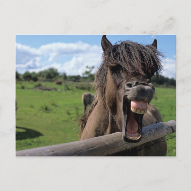 Islandpferd, Isländer Postcard (Front)
